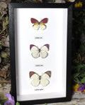 Colotis regina Colotis ione Colotis zoe 