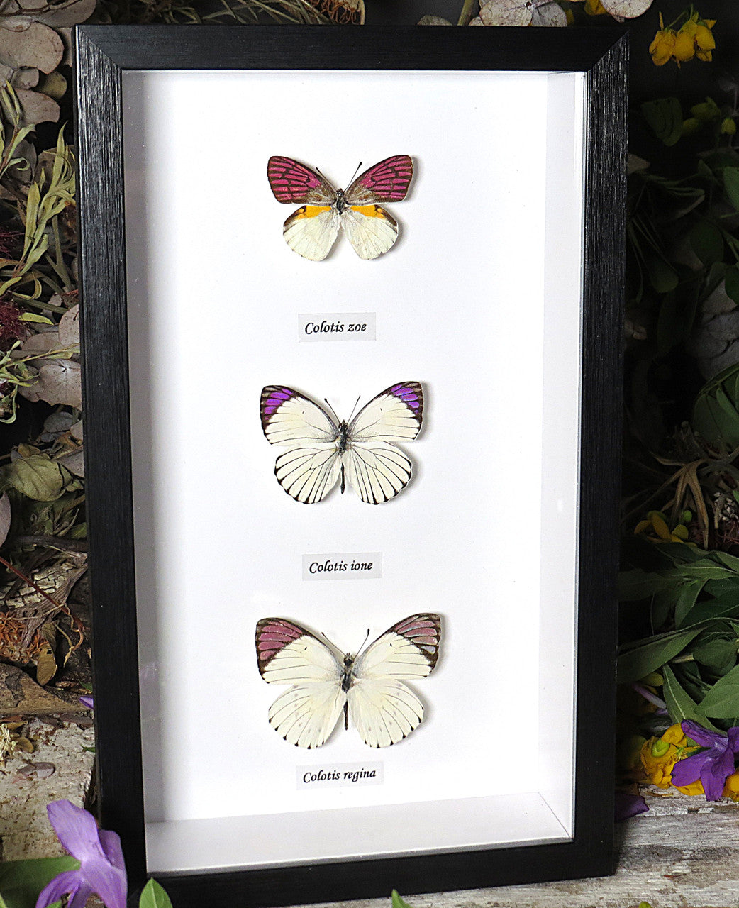 Colotis regina Colotis ione Colotis zoe 
