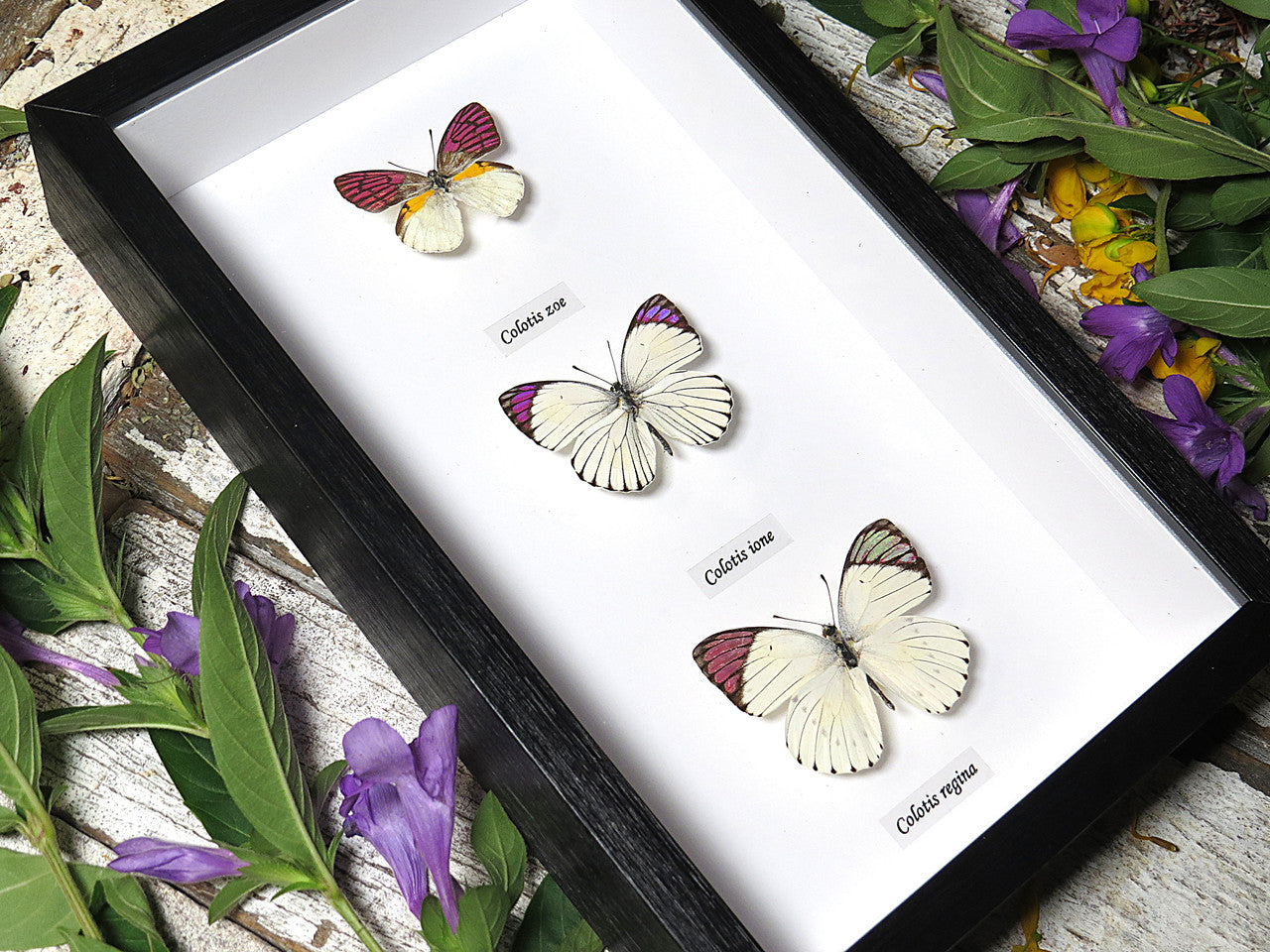 Colotis regina Colotis ione Colotis zoe 