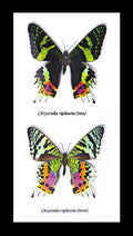 Sunset moth Chrysiridia riphaeria  Bits and Bugs