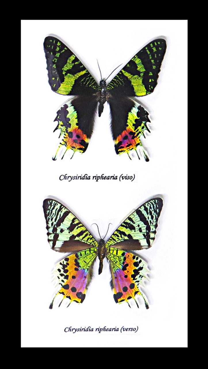Sunset moth Chrysiridia riphaeria  Bits and Bugs