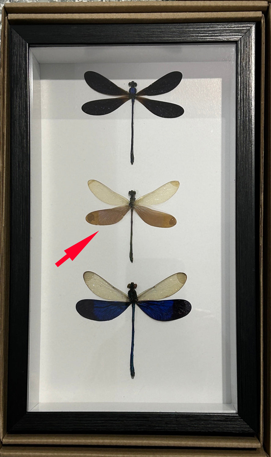 Dragonfly 3 # 4 ( special )