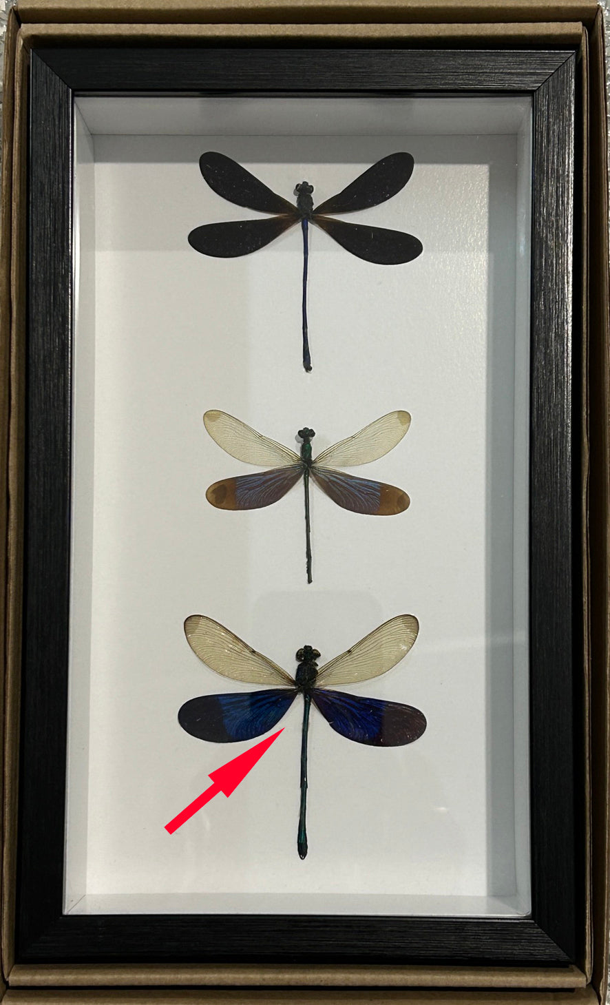 Dragonfly 3 # 5 ( special )