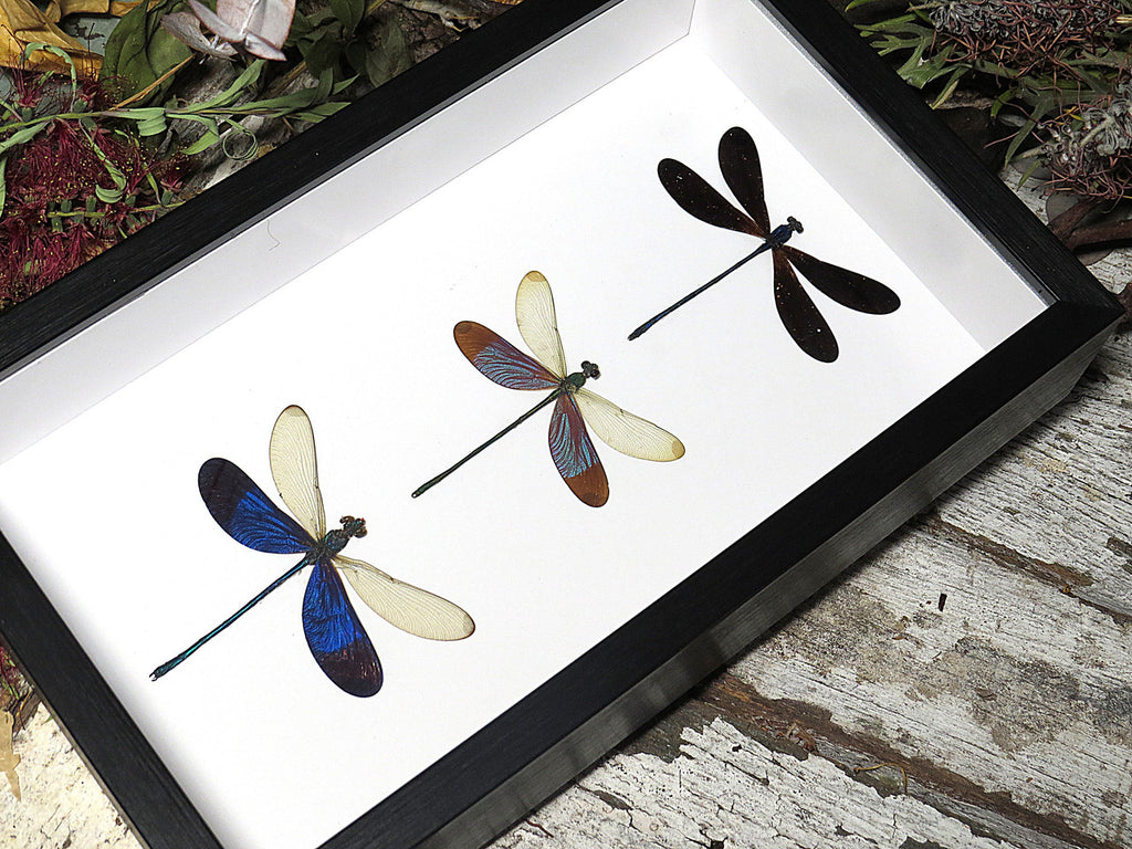 Dragonfly 3