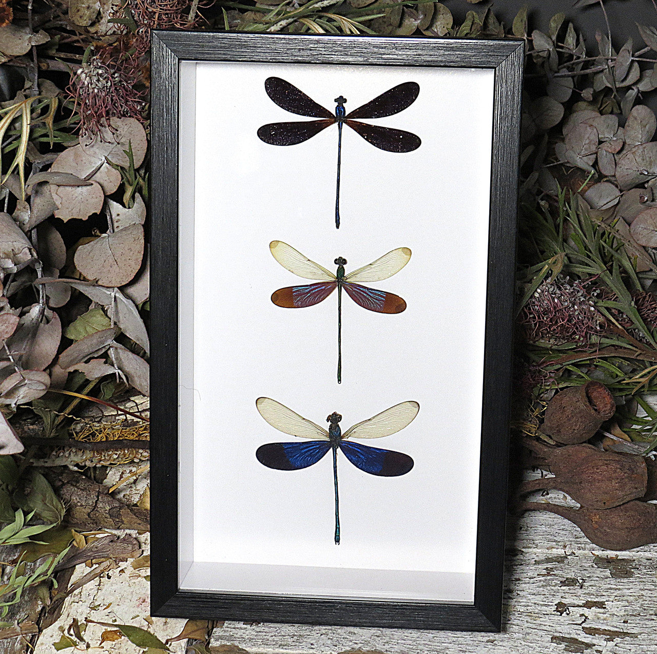 Dragonfly 3
