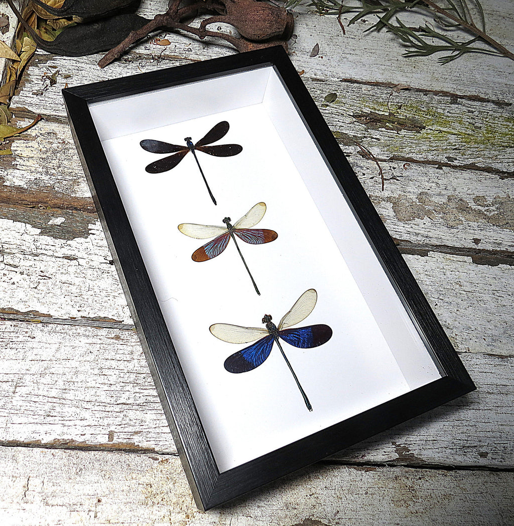 Dragonfly 3