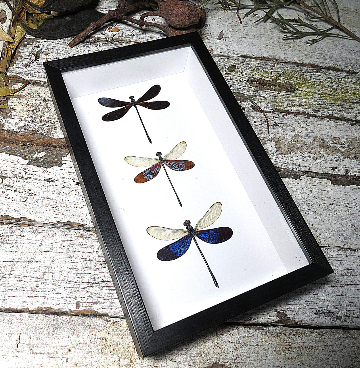 Dragonfly 3