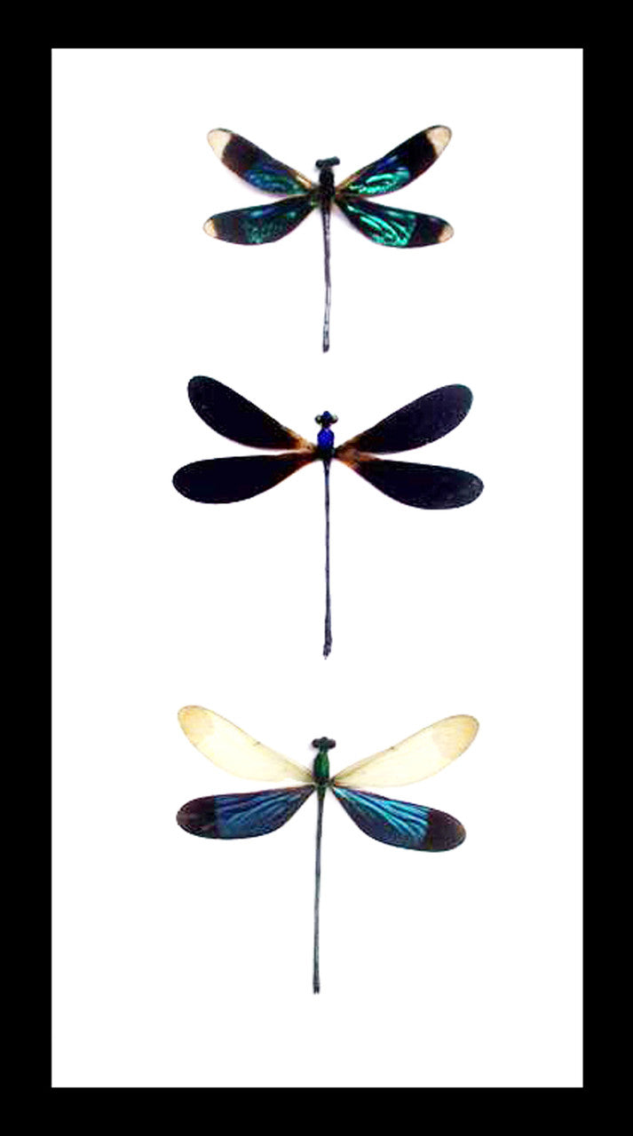 taxidermy insect Framed dragonfly  Bits and Bugs 