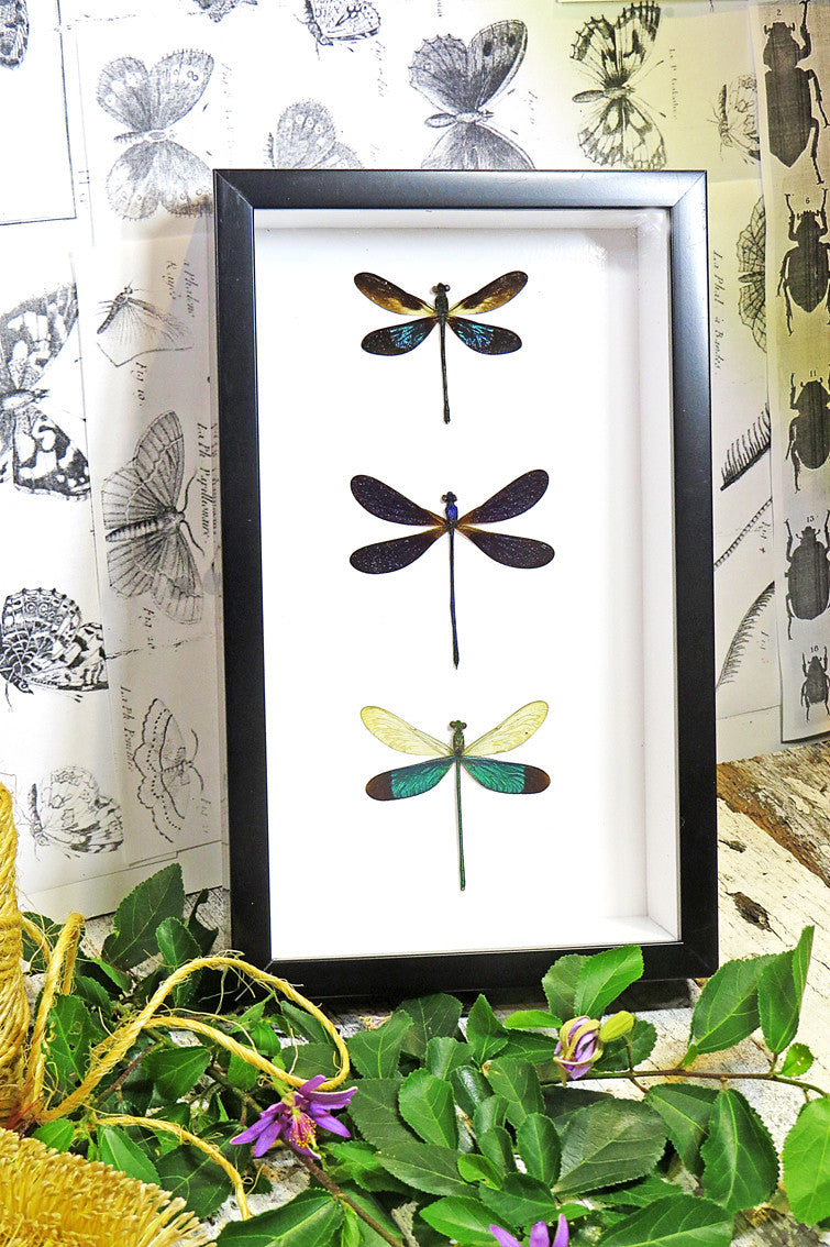taxidermy insect Framed dragonfly  Bits and Bugs 