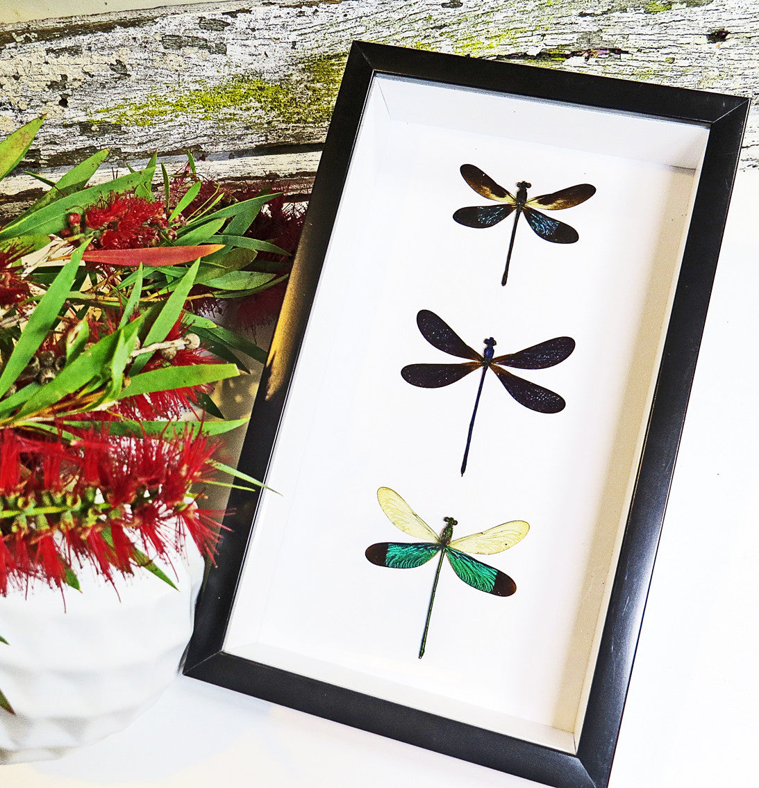 taxidermy insect Framed dragonfly  Bits and Bugs 