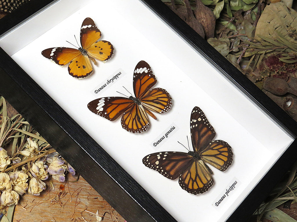 Danaus trio