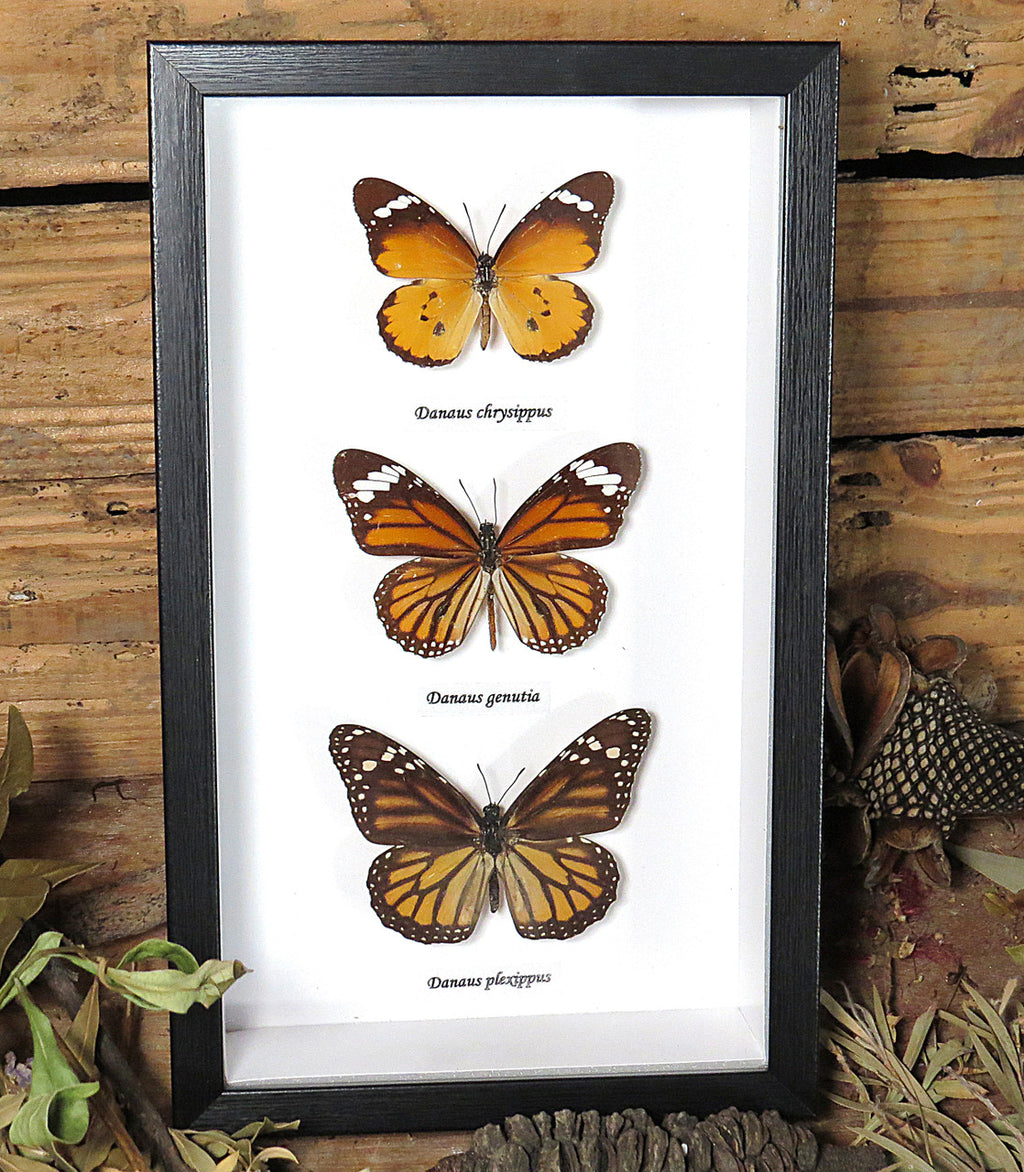 Danaus trio