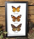 Danaus trio
