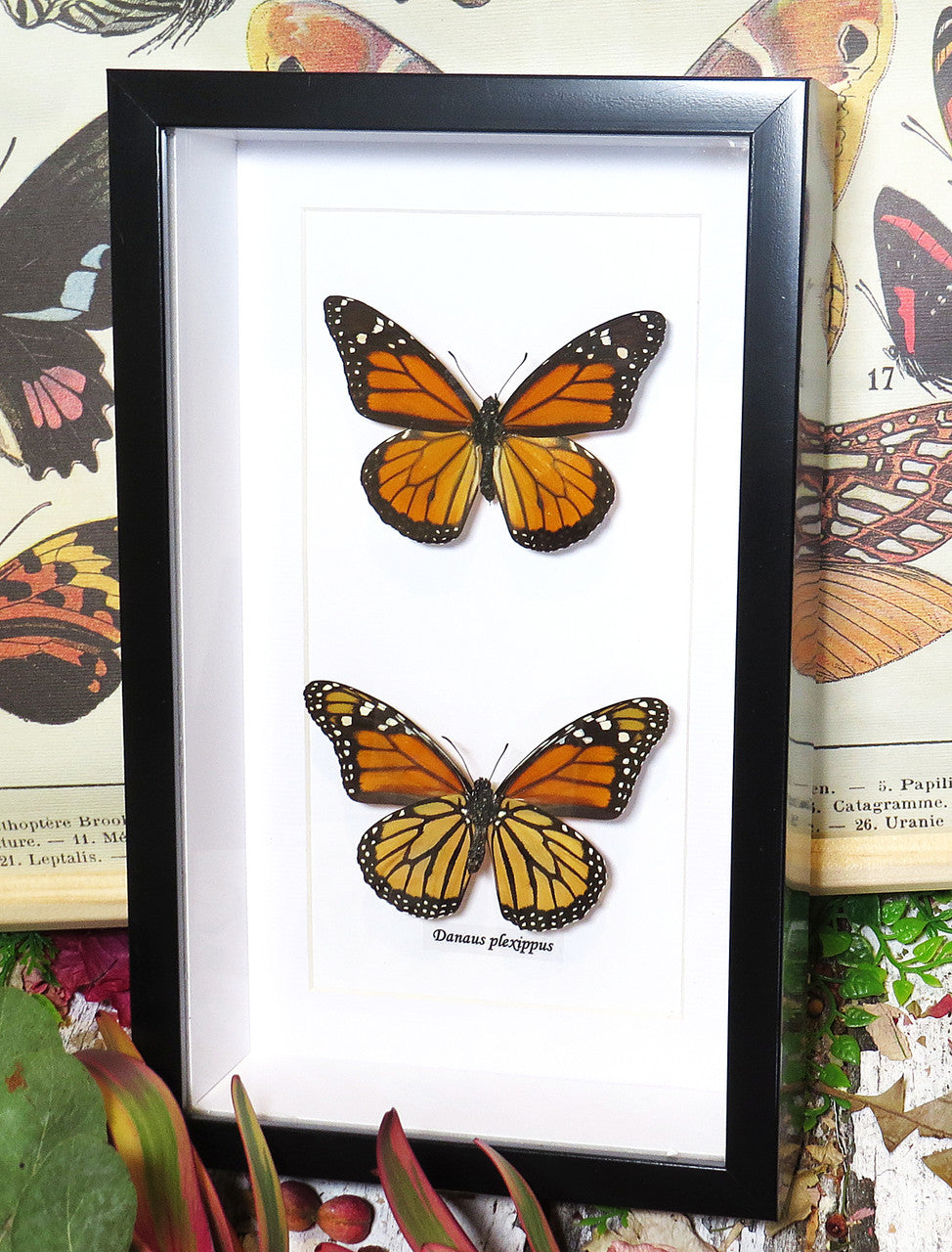 Monarch butterfly Danaus plexippus