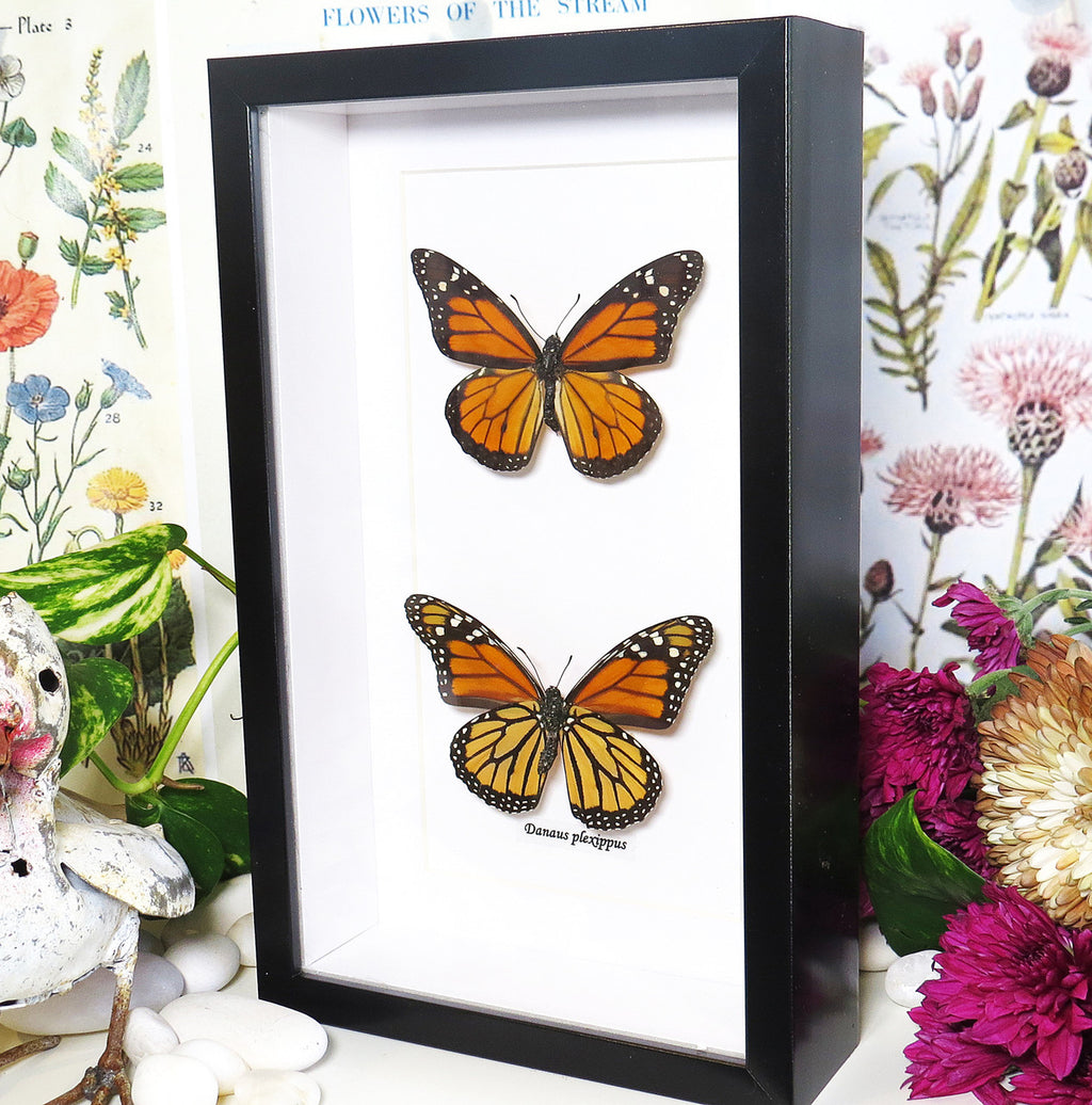Monarch butterfly Danaus plexippus