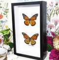 Monarch butterfly Danaus plexippus