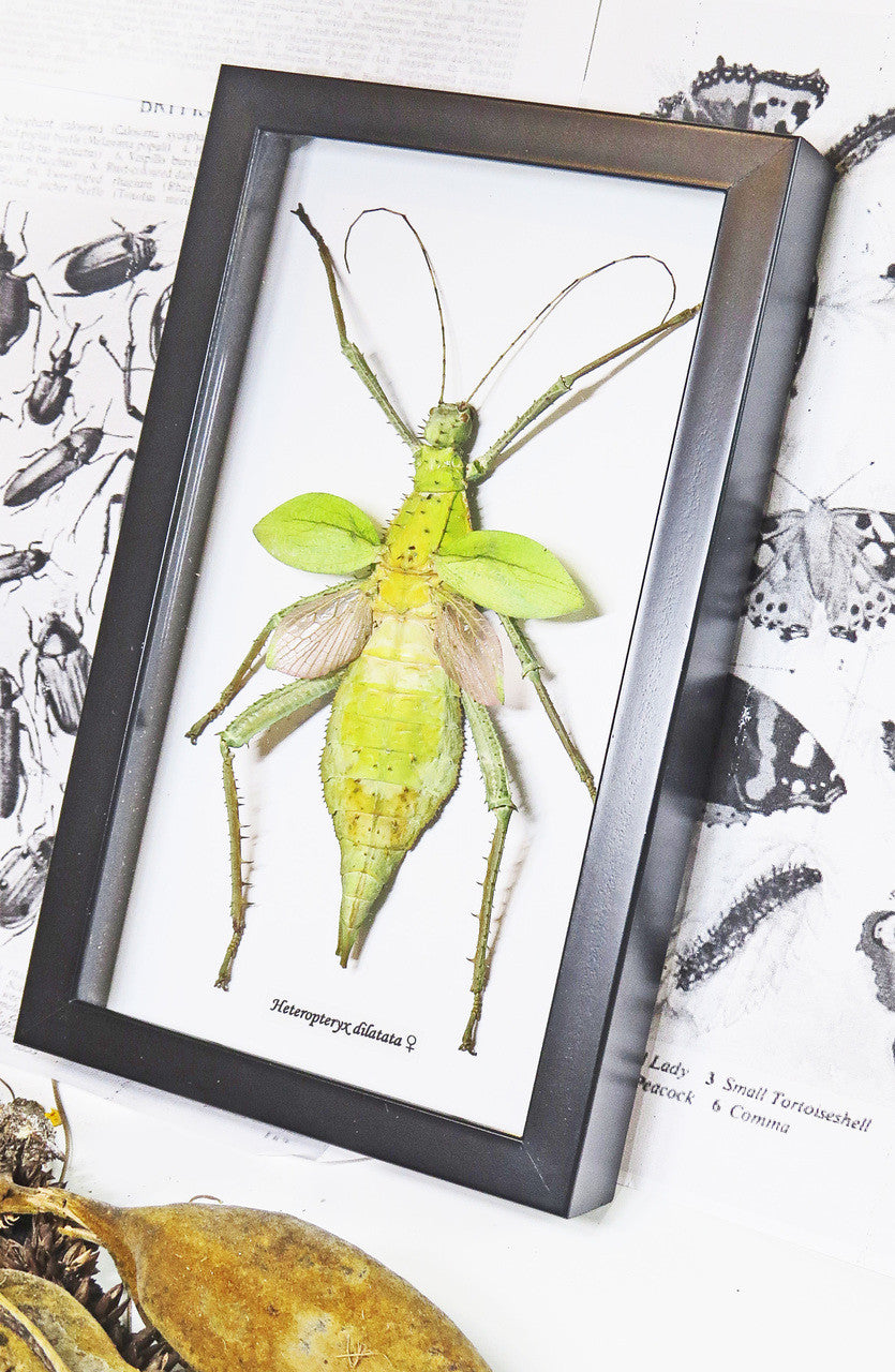 Stick insect Heteropteryx dilatata Bits & Bugs