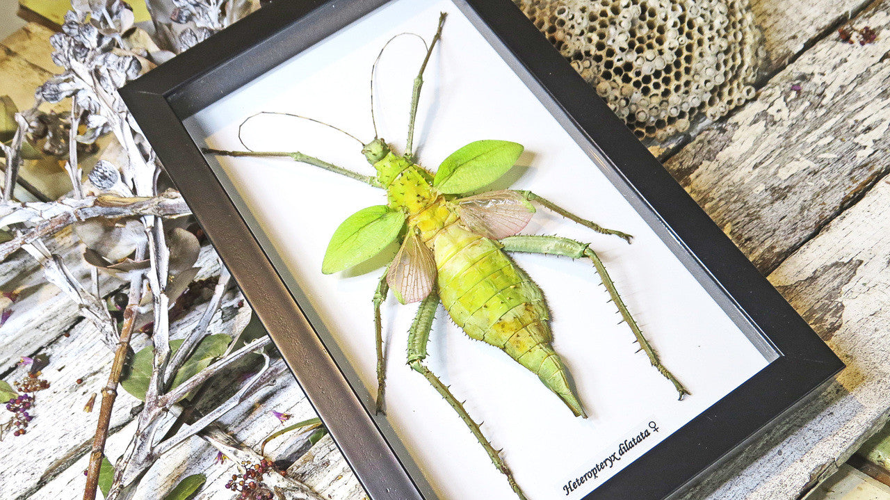 Stick insect Heteropteryx dilatata Bits & Bugs