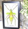 Stick insect Heteropteryx dilatata Bits & Bugs