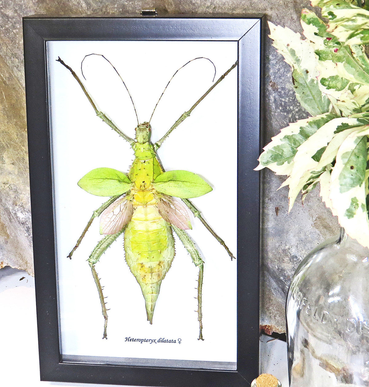 Stick insect Heteropteryx dilatata Bits & Bugs