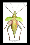 Stick insect Heteropteryx dilatata Bits & Bugs