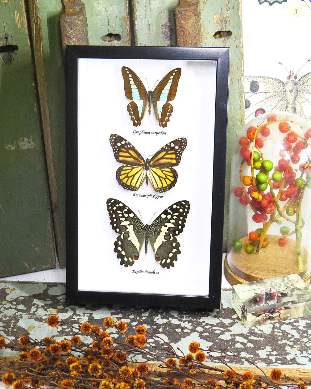 Australian framed butterfly  Bits & Bugs Graphium sarpedon,Danaus plexippus,papilio demoleus
