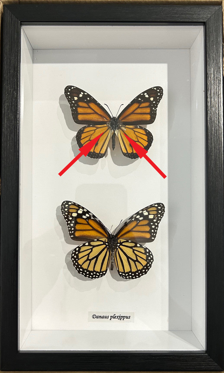 Monarch butterfly Danaus plexippus dorsal / ventral #10 ( special )