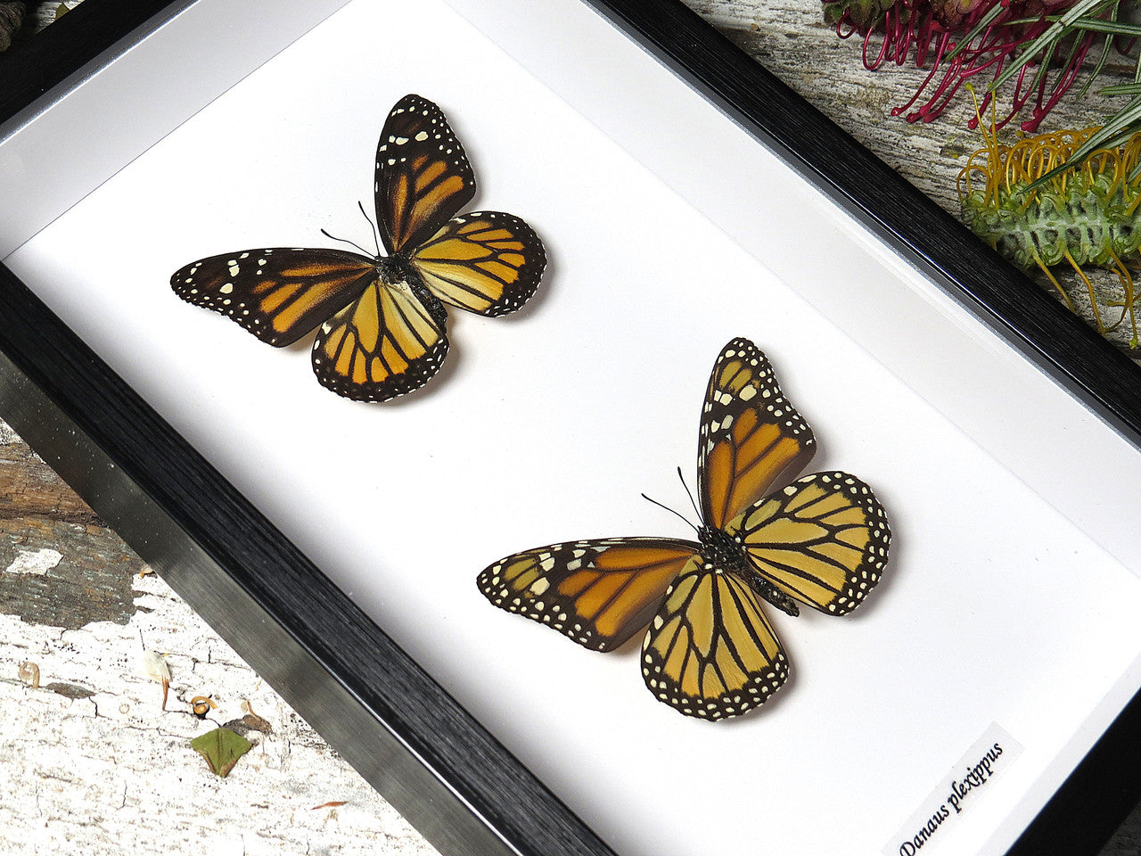 Danaus plexippus