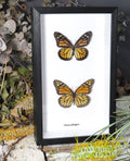 Danaus plexippus