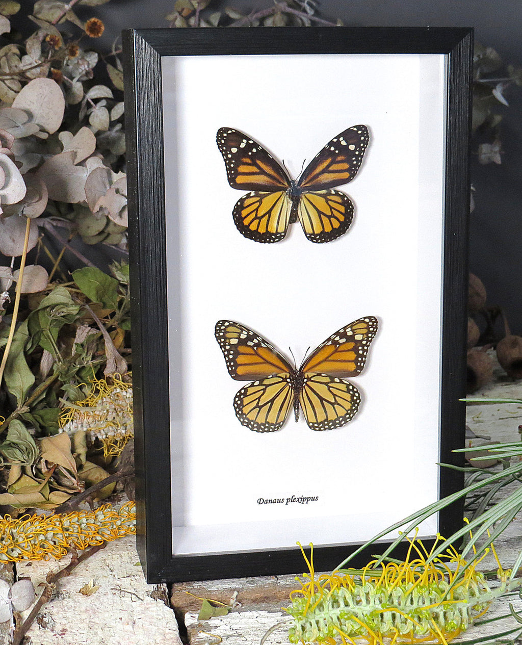 Danaus plexippus