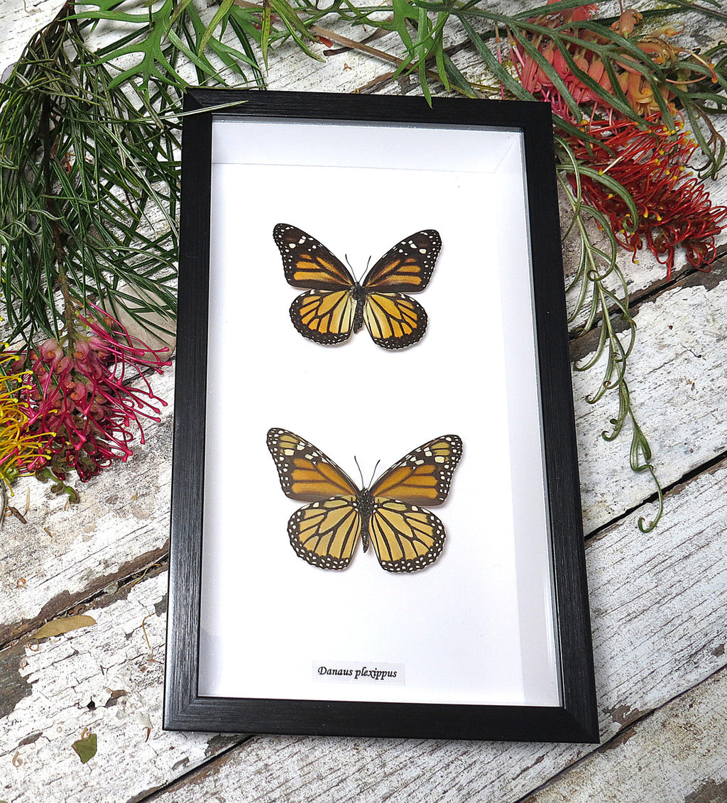 Danaus plexippus