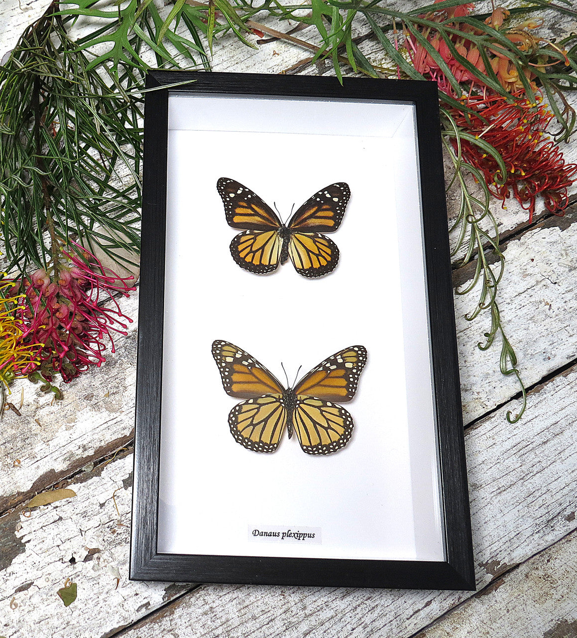 Danaus plexippus