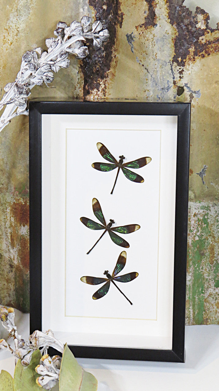 Dragonfly Calopteryx virgo  Bits and Bugs 