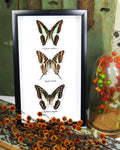 Australian butterfly collection Graphium sarpedon,Graphium euryplus + Graphium aristeus