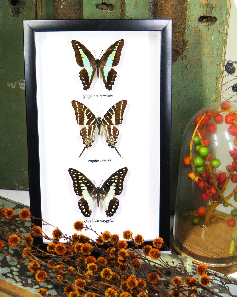 Australian butterfly collection Graphium sarpedon,Graphium euryplus + Graphium aristeus