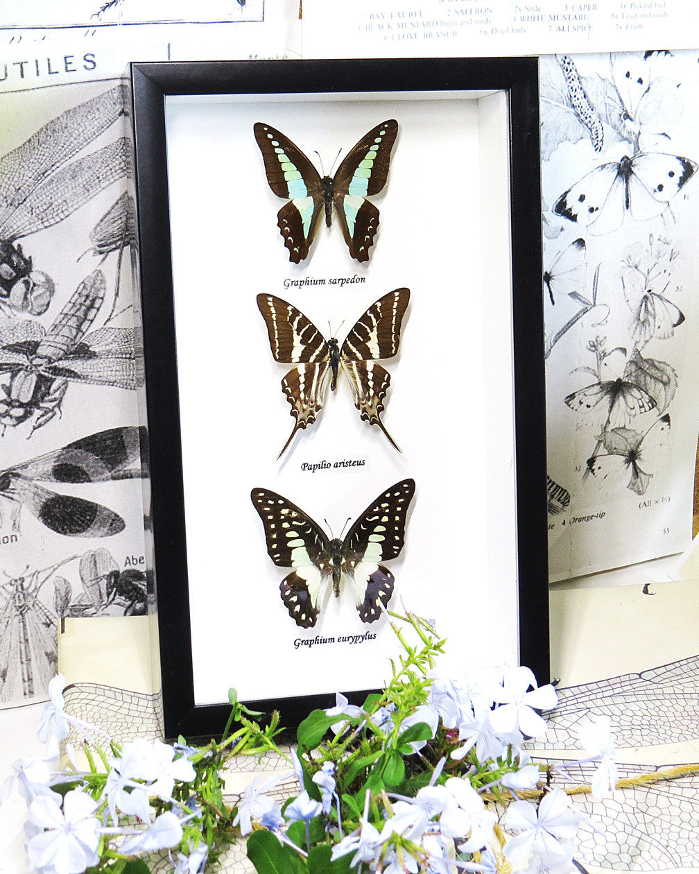 Australian butterfly collection Graphium sarpedon,Graphium euryplus + Graphium aristeus