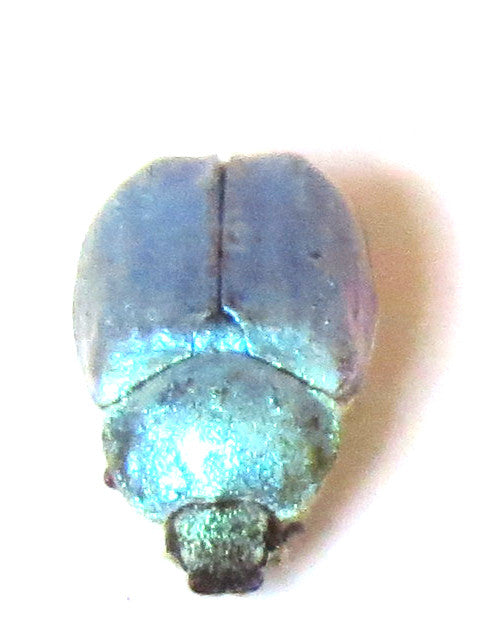 Hoplia coerulea
