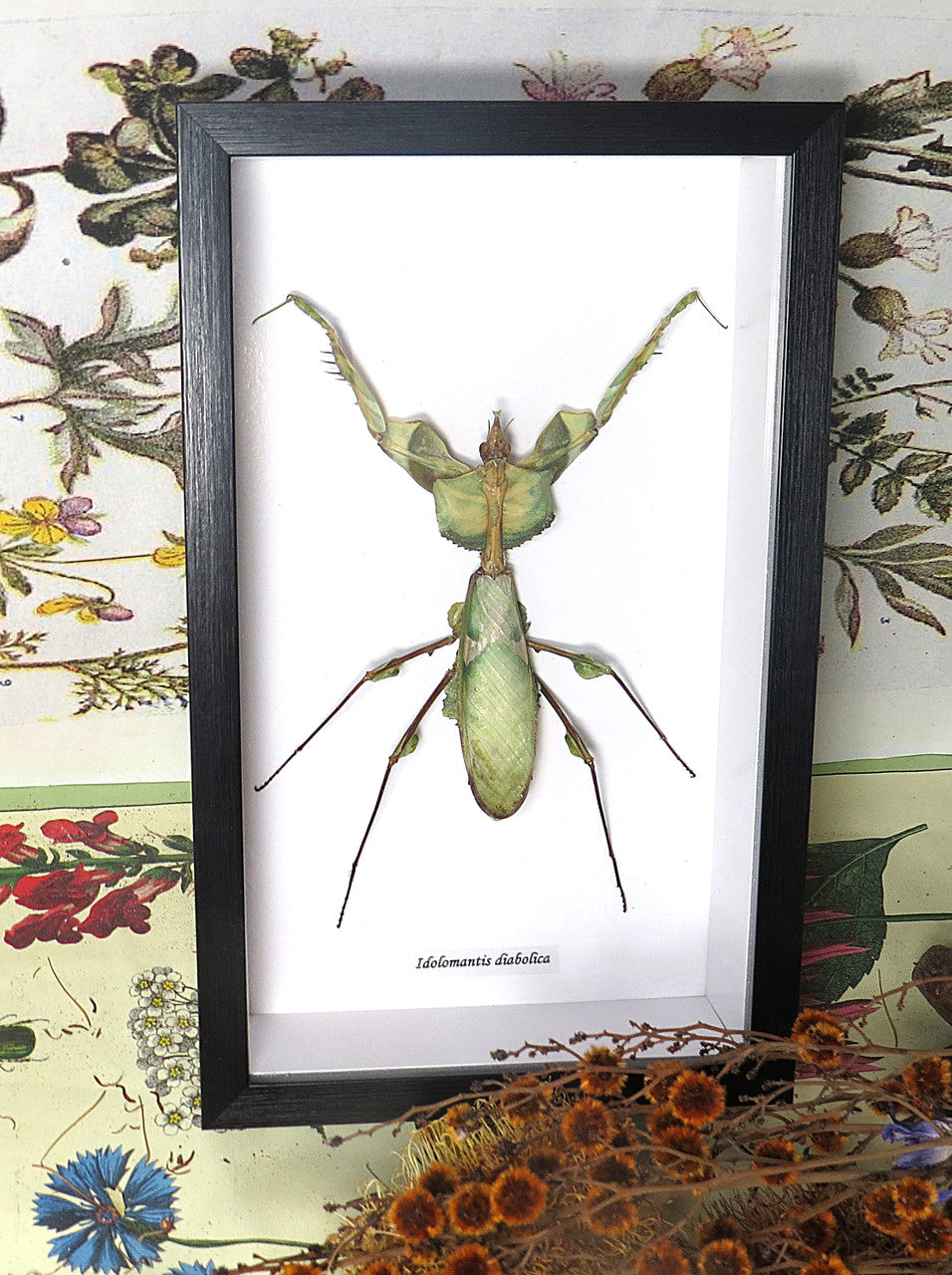 Idolomantis diabolica