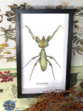 Idolomantis diabolica
