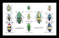  Jewel beetles Bits & Bugs 