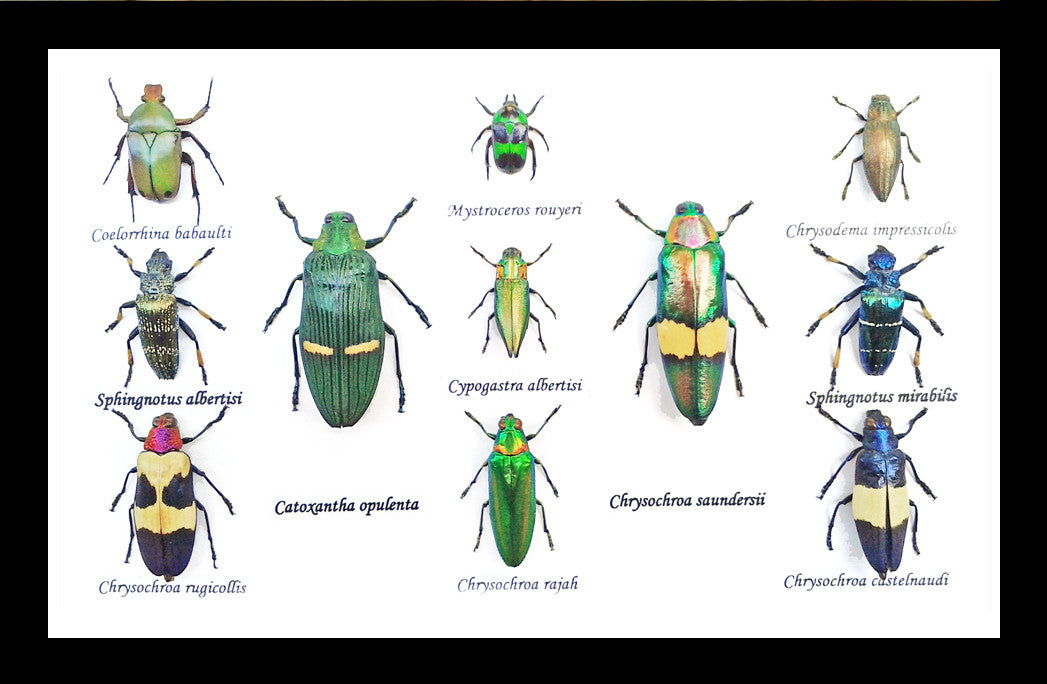  Jewel beetles Bits & Bugs 