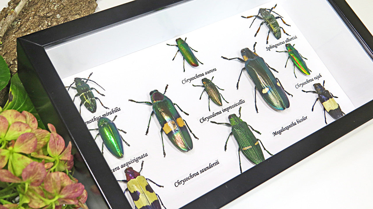  Jewel beetles Bits & Bugs 