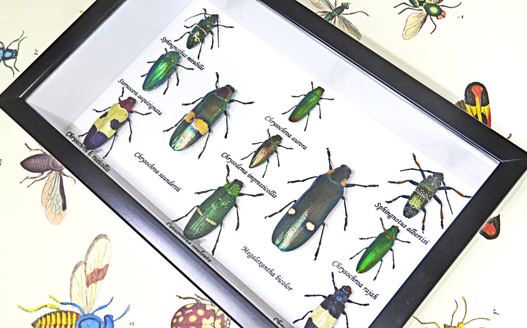  Jewel beetles Bits & Bugs 