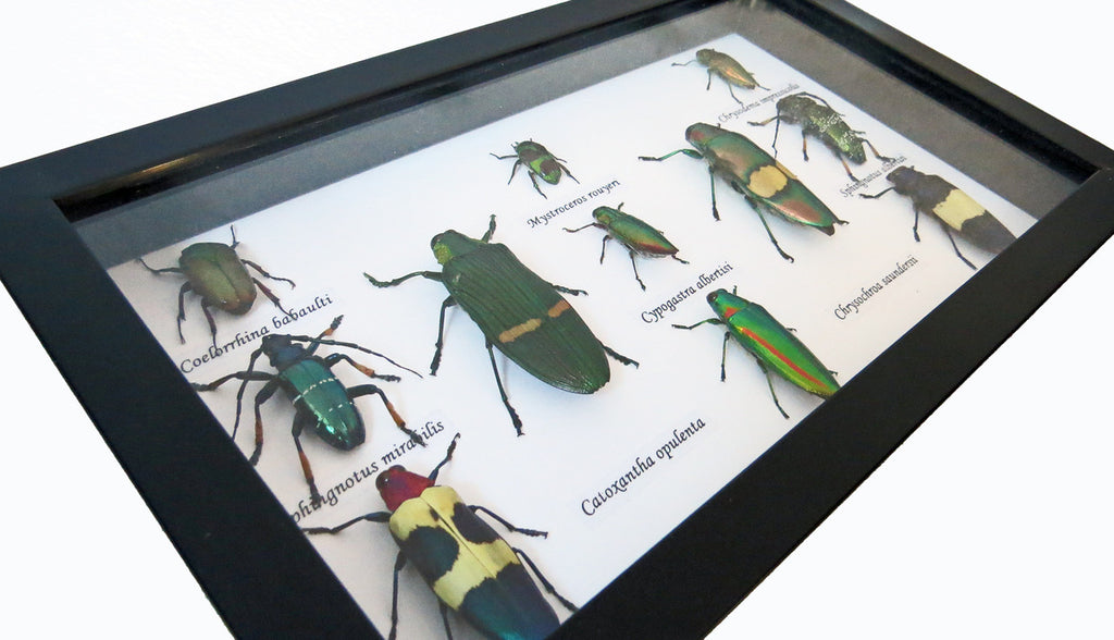  Jewel beetles Bits & Bugs 