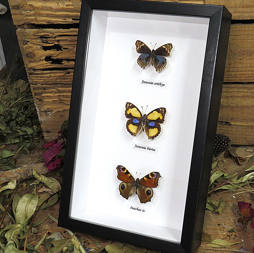 Junonia trio label front