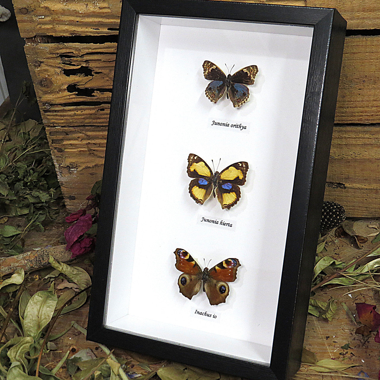 Junonia trio label front