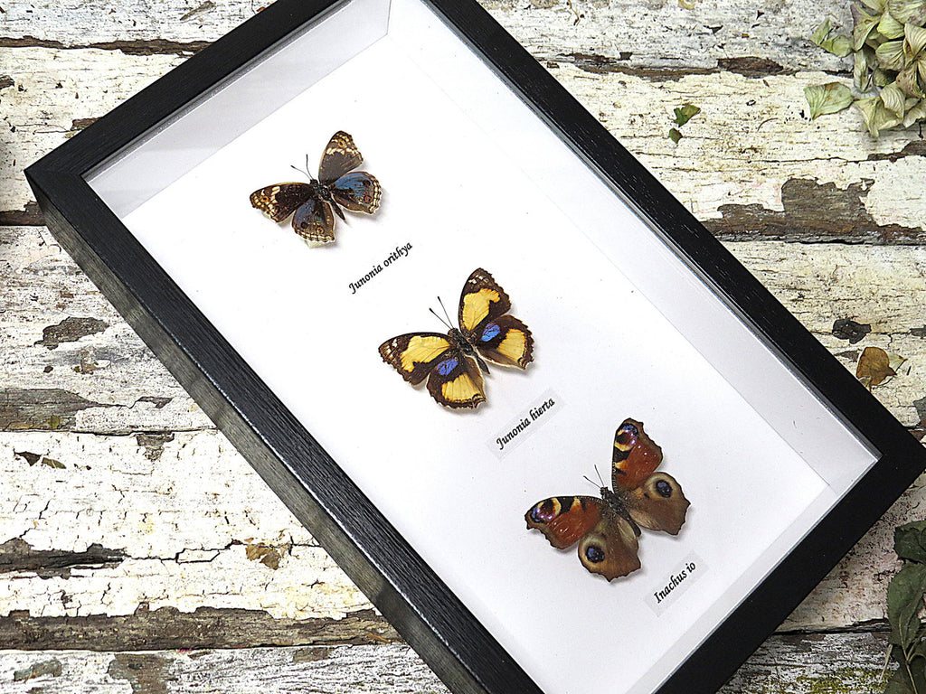 Junonia