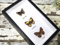 Junonia