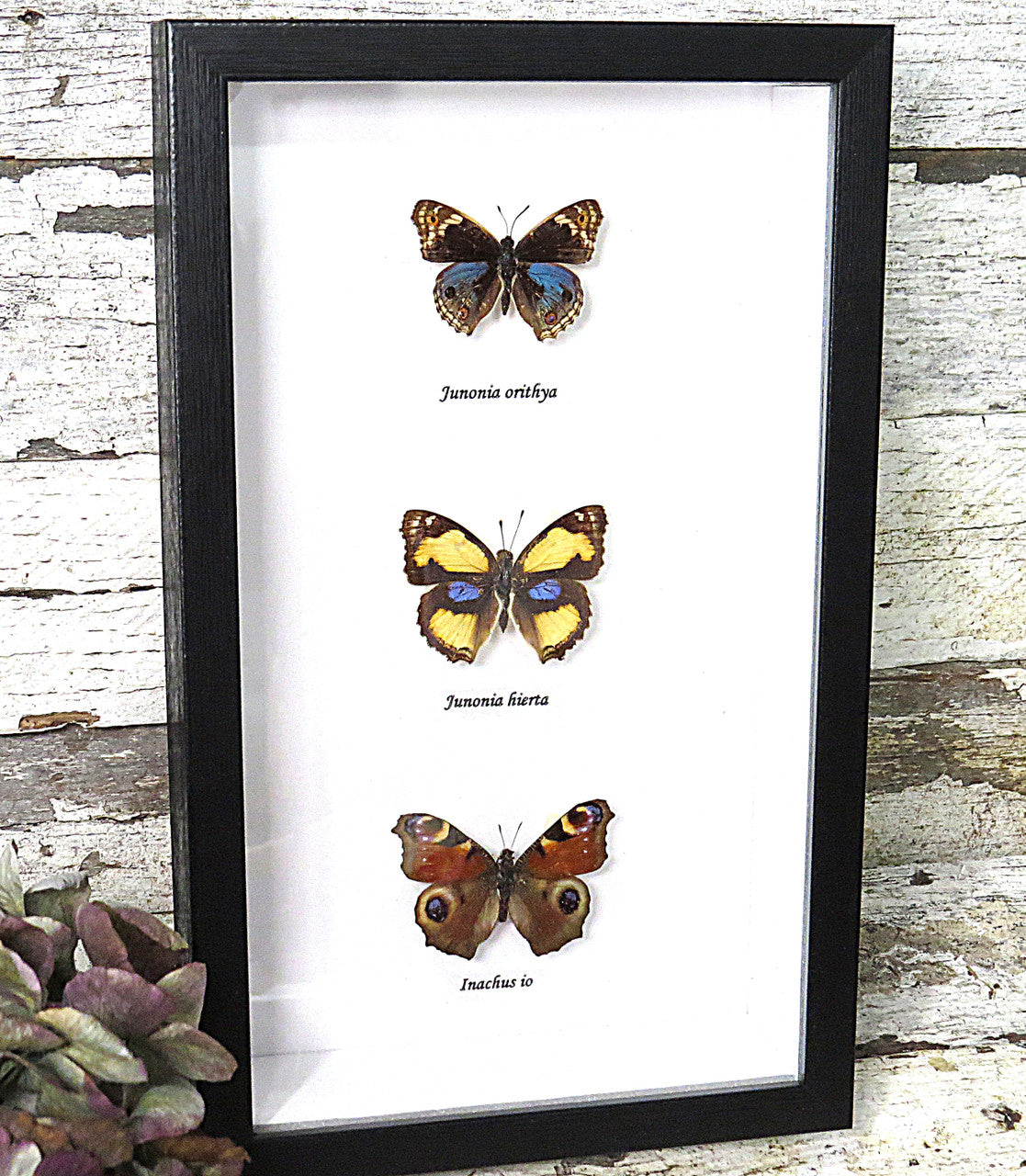 Junonia trio label front