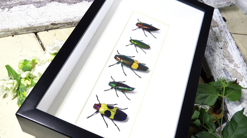 jewel beetles bugs insects  Bits & Bugs 